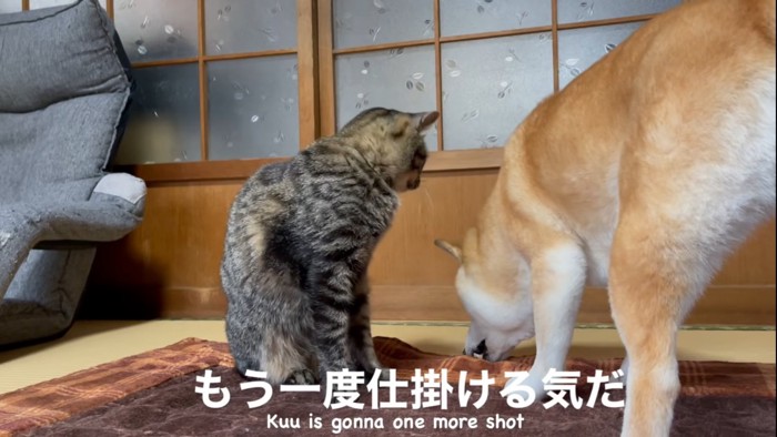 犬に顔を近づける猫