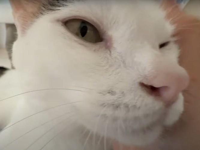 撫でられる猫