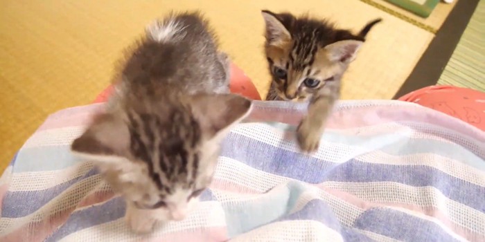 膝に乗る猫とそれを見つめる猫