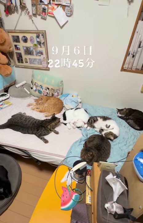 ベッドで眠る猫