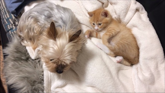 クッションで休む犬と猫