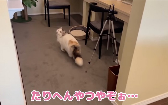 逃げる猫