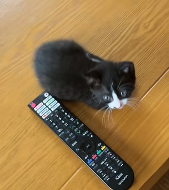 振り返って正面を見る猫