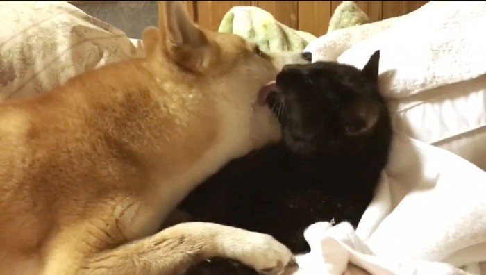 犬の顔を舐める黒猫