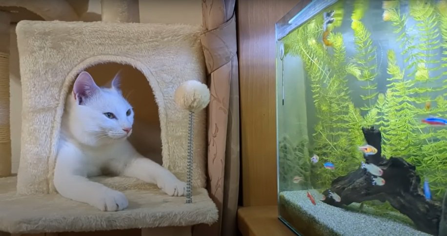 水槽を眺める猫