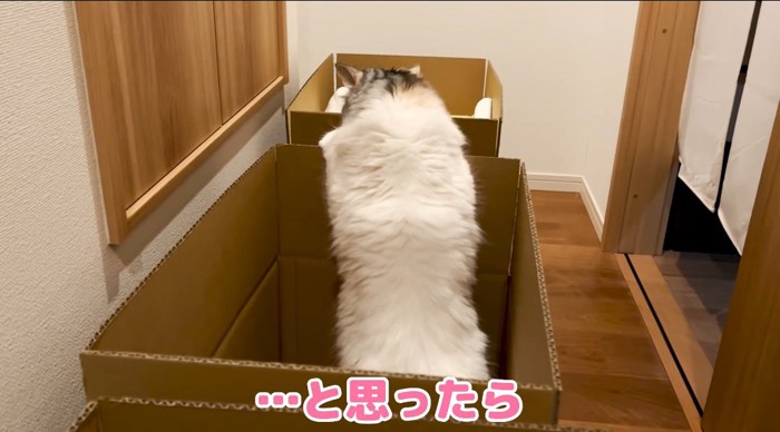 段ボールに入る猫