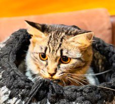 作成中の猫ハウスに入ってくつろぐキジトラ猫