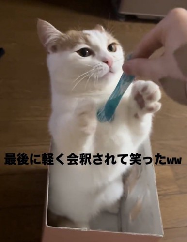目を見開く猫