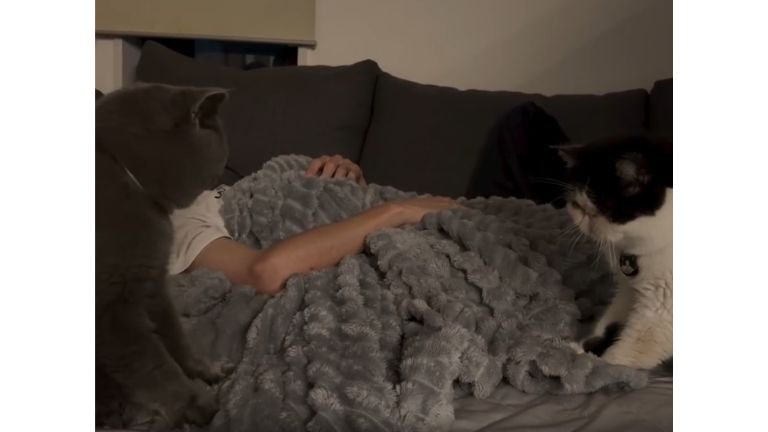 ベッドにいる猫たち