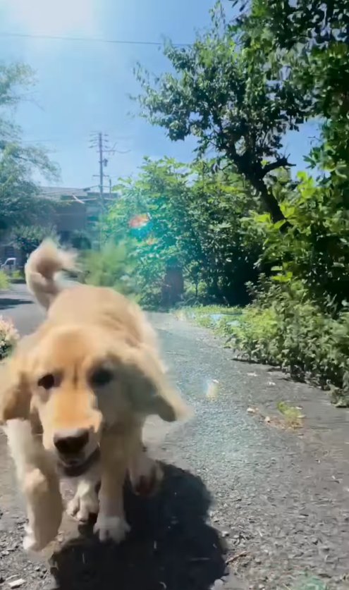 カメラに向かって走ってくる犬