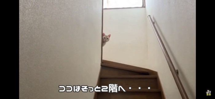 二階へ逃げるココちゃん