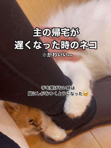 横になってなでられる猫