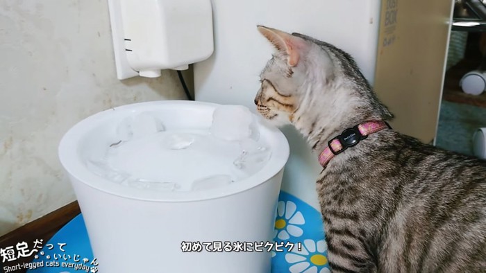 氷に顔を近づける猫