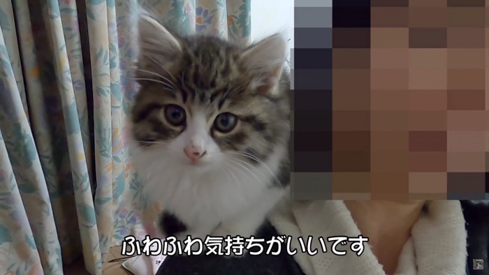 肩に乗る猫