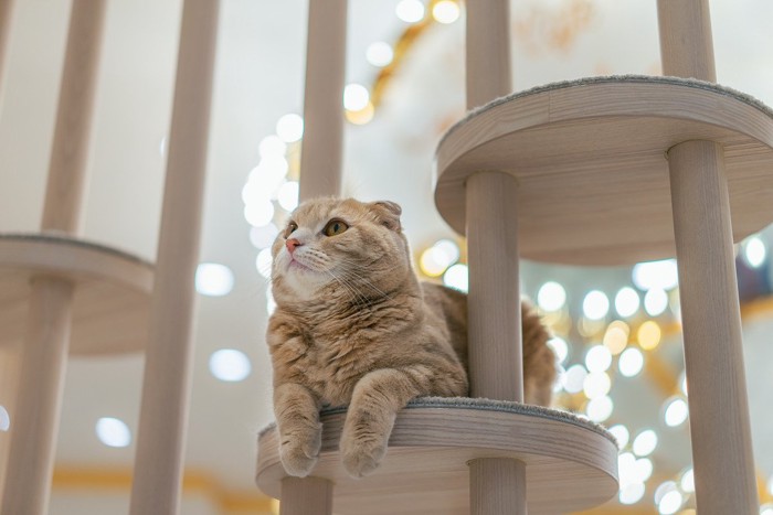 猫カフェでくつろぐ保護猫