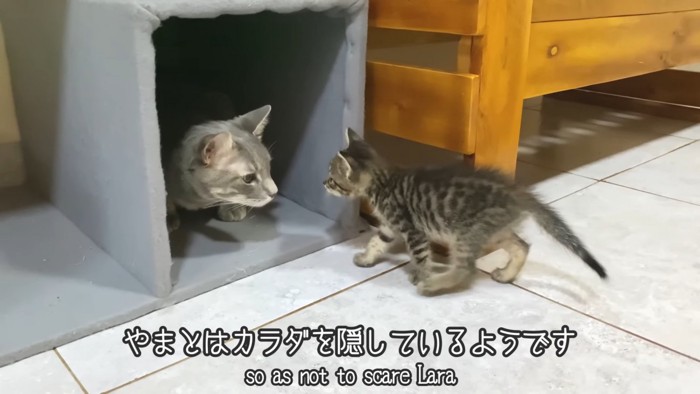 箱に入る猫