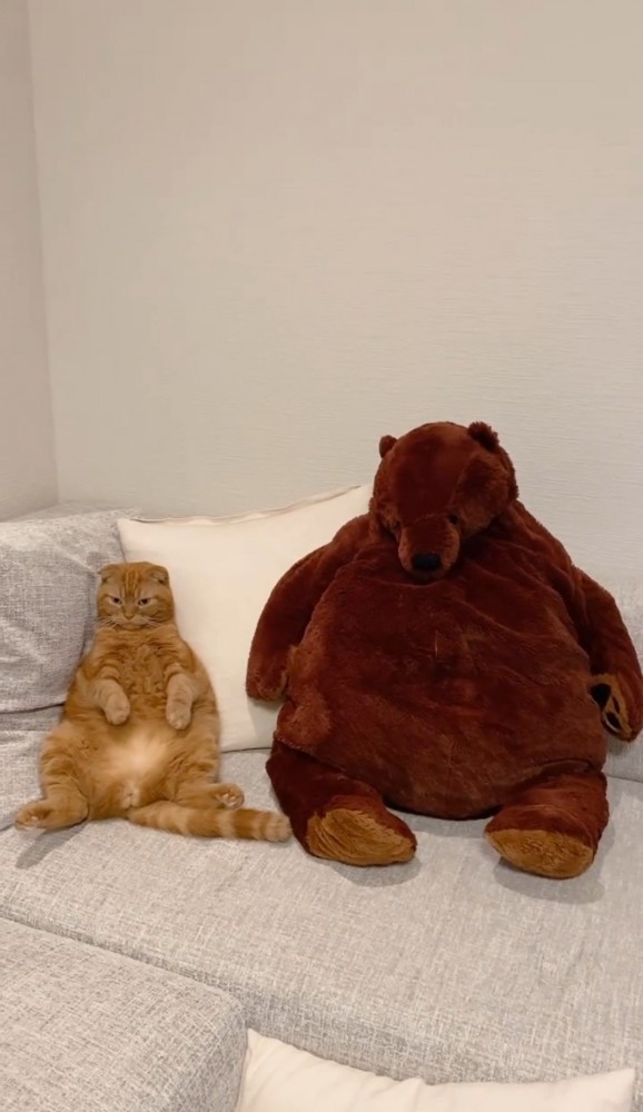 ソファの上のクマのぬいぐるみと猫4