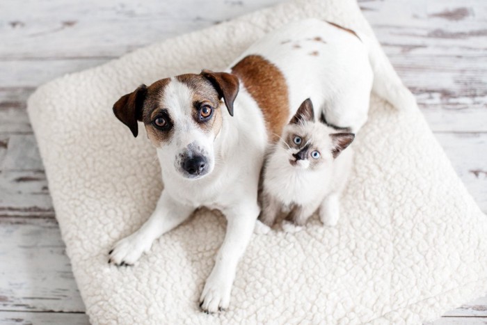 猫と犬