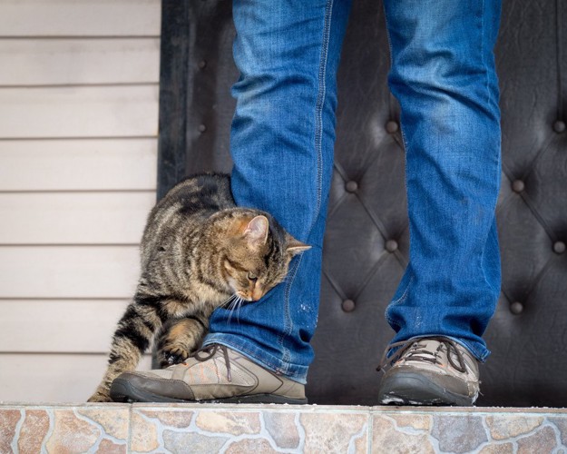 人の足に体を擦りつける猫