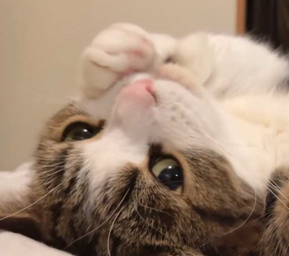 顔に前足をくっつけてボーッとしている猫