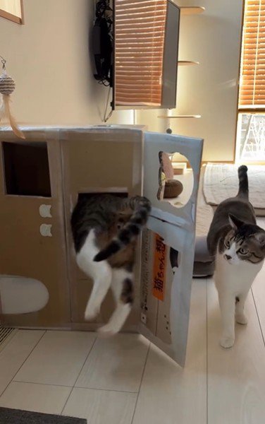 段ボールハウスの中に入ろうとしている猫とそれを見ている猫