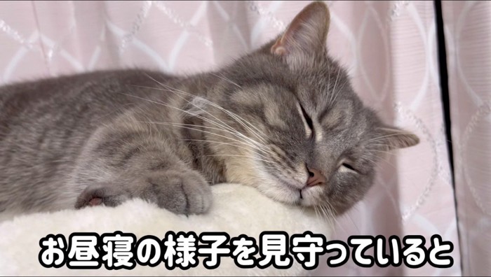 猫用ソファーの上で眠る猫