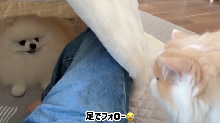 向かい合う猫と犬