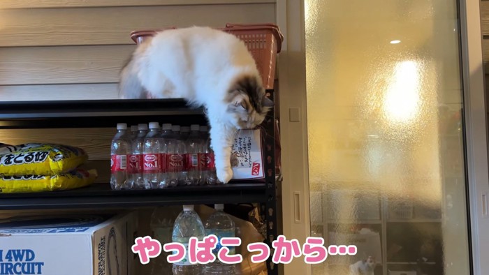 下のに降りようとする猫