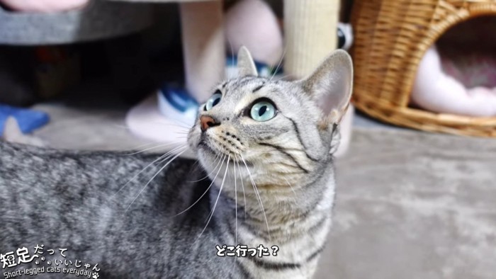 上を見る猫