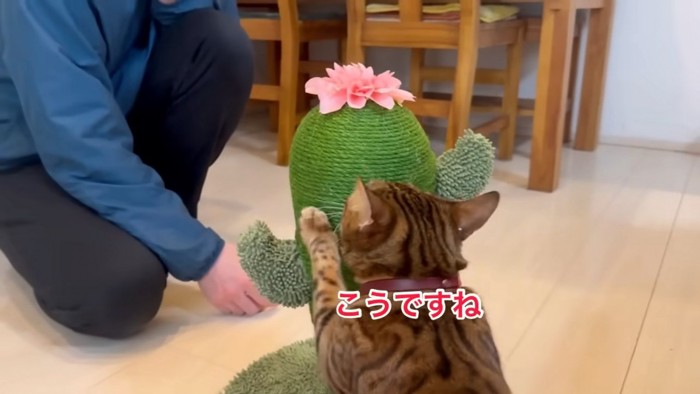 爪とぎに前足を乗せる猫