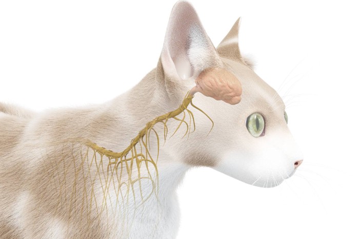 猫と脳