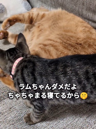 寝ている猫と立っている子猫