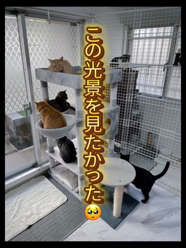 キャットタワーに乗る猫たち