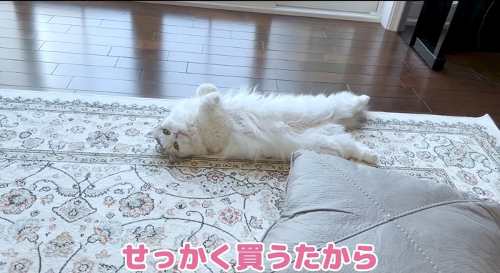 お腹を出す猫