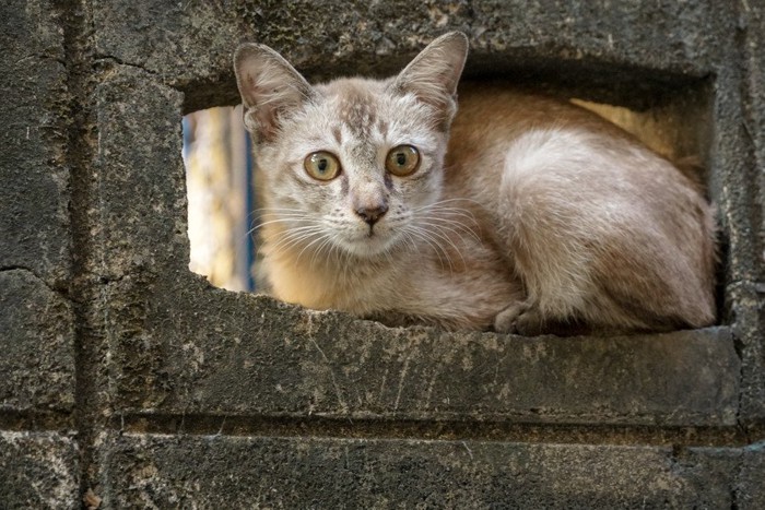 塀の穴に入った猫