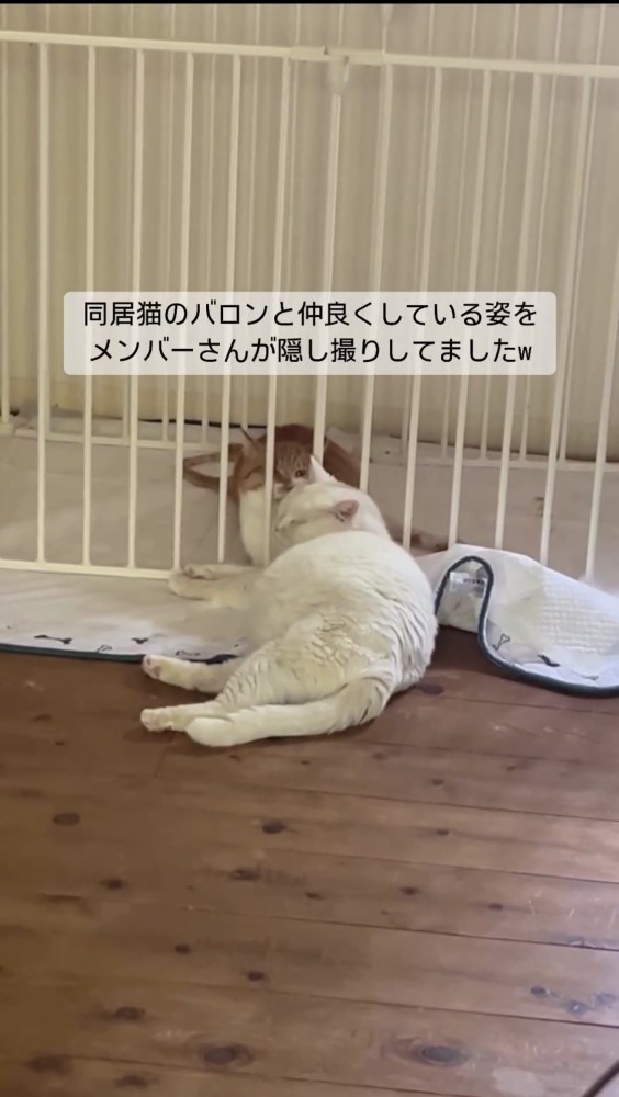 毛づくろいをする猫