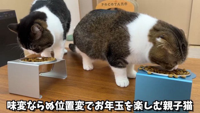 キャットフードを食べる2匹の猫