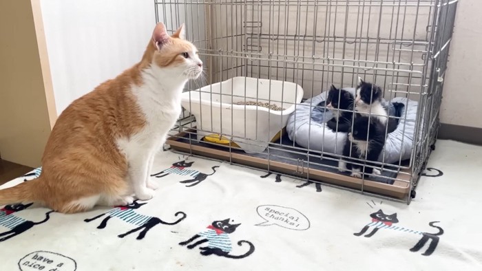 見つめる3兄妹