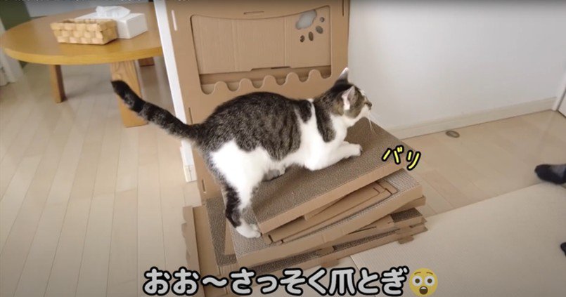 積み重ねられたダンボールの上で爪とぎする猫