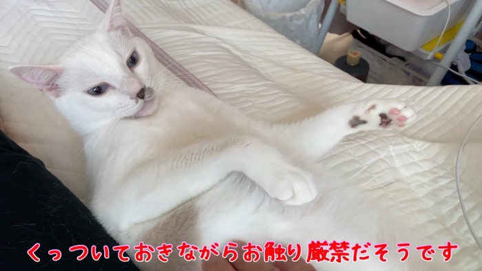 顔だけ上げる猫