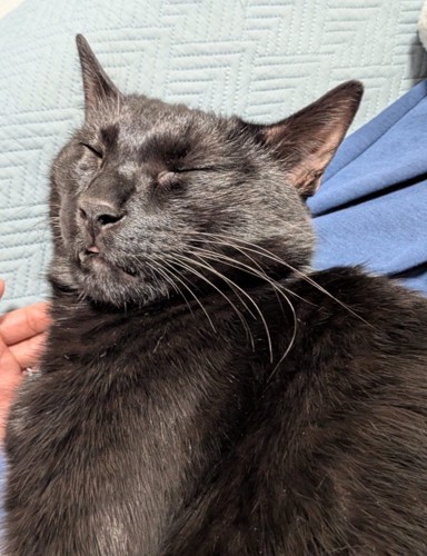 眠りながら舌を出す猫