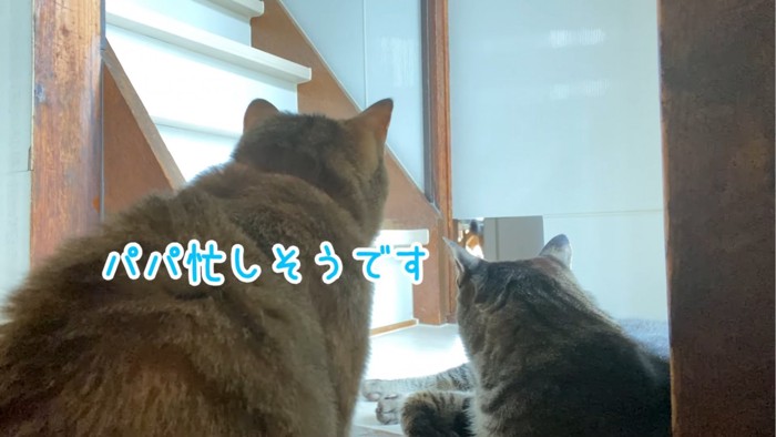 パパを見守る2匹の猫たち