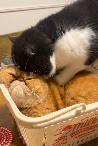 交互に前足を動かす白黒猫
