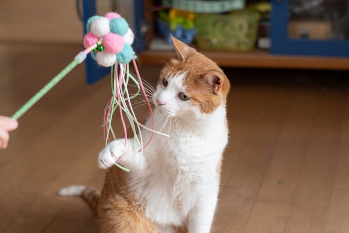 じゃらしで遊ぶ猫