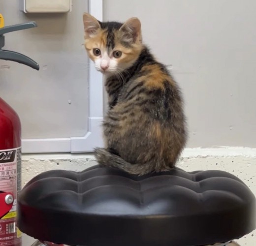 振り向く子猫