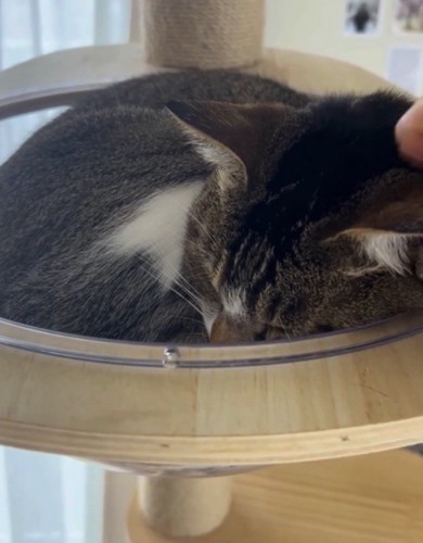猫の頭を撫でる飼い主