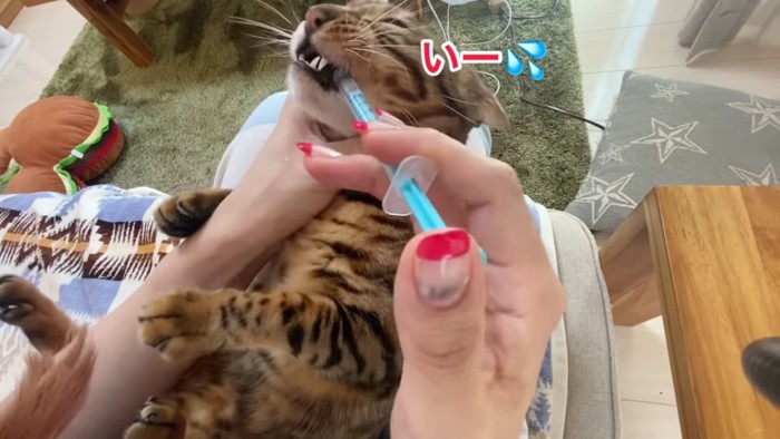 薬を飲む猫