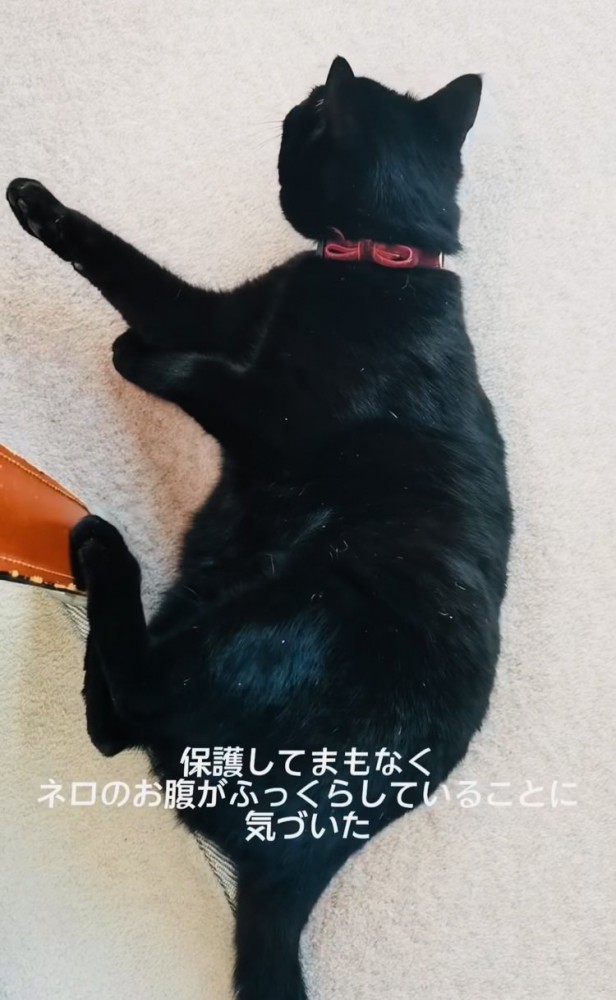 妊娠中の黒猫