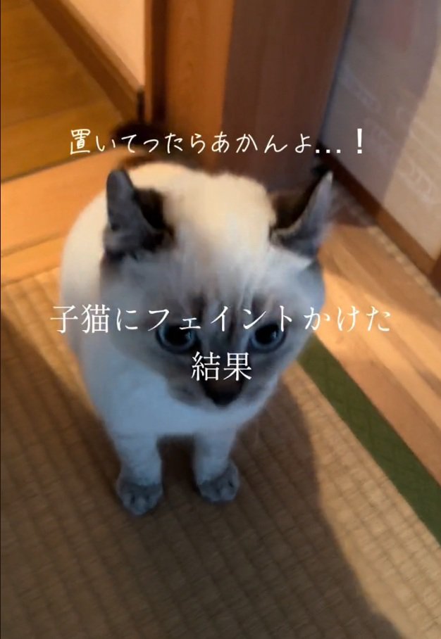 ちょこんと座るコアラちゃん