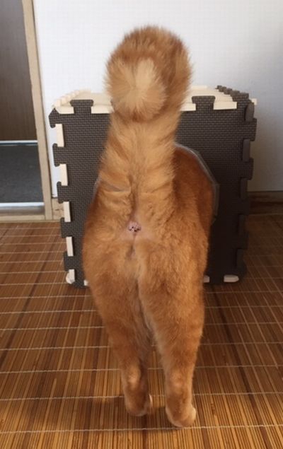 茶色の猫が見ている